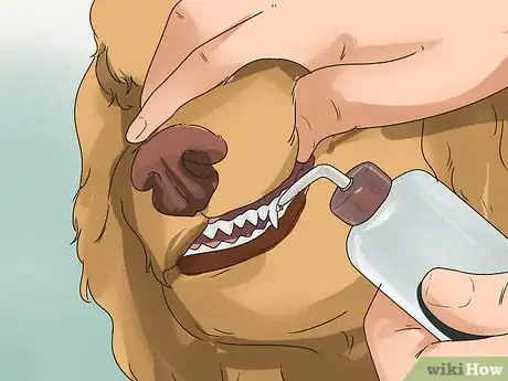 Image titled Prevent Canine Periodontal Disease Step 4