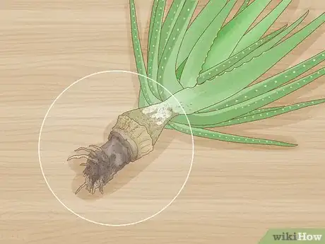 Image titled Why Does Your Aloe Plant Stink Step 1