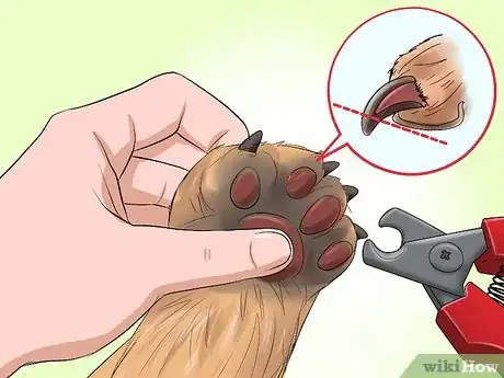 Image titled Bathe a Shih Tzu Puppy Step 15