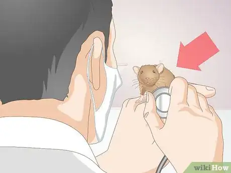 Image titled Help a Gerbil Recover After Stroke Step 1