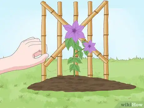 Image titled Plant Clematis Step 9