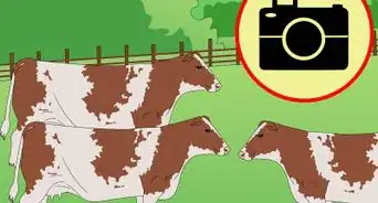 Identify Ayrshire Cattle