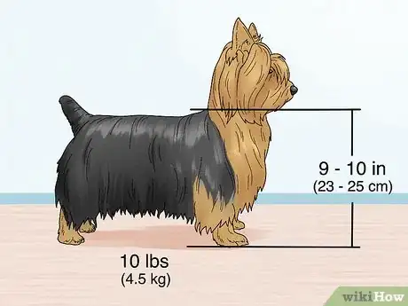 Image titled Identify a Silky Terrier Step 1