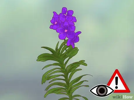 Image titled Grow Vanda Orchids Step 1