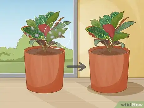 Image titled Care for a Croton Petra Step 13