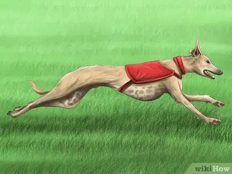 Image titled Care for a Greyhound Step 14