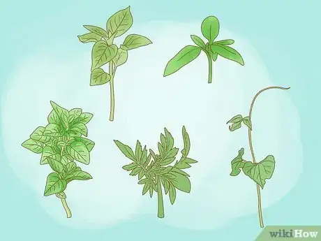 Image titled Have a Sustainable Garden in Saudi Arabia Step 7