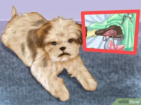 Image titled Treat Patellar Luxation in Shih Tzus Step 3