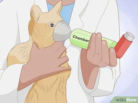 Image titled Treat a Cat With Asthma Step 3