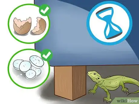 Image titled Catch a Lizard in the House Step 5