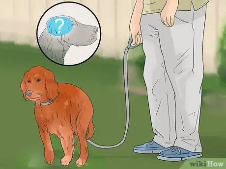 Image titled Identify an Irish Setter Step 9