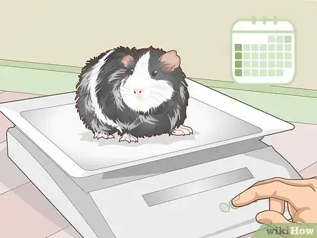 Image titled Ensure a Happy Life for Your Guinea Pig Step 23