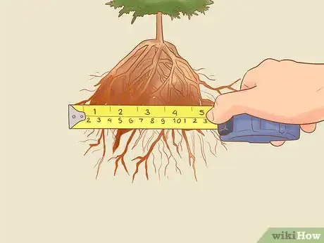 Image titled Plant Leyland Cypress Step 9