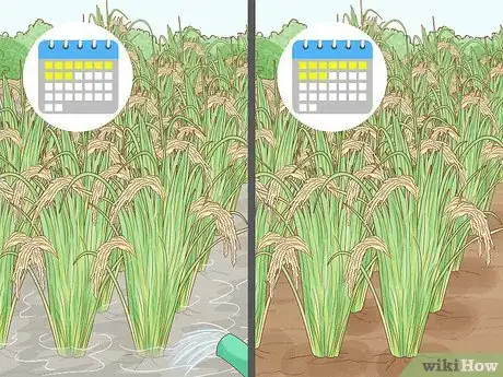 Image titled Control Pests in Rice Step 5