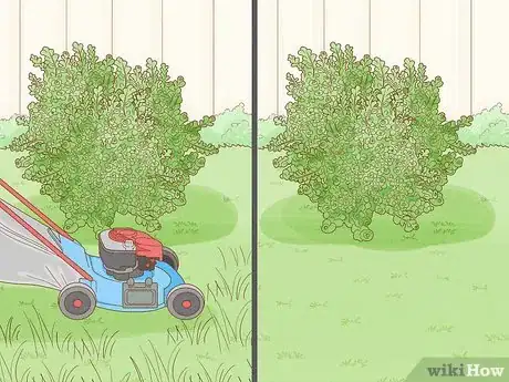 Image titled Care for Creeping Jenny Step 10