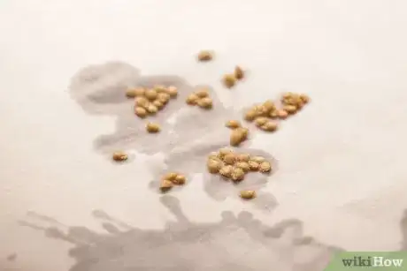 Image titled Save Tomato Seeds for Next Year Step 16