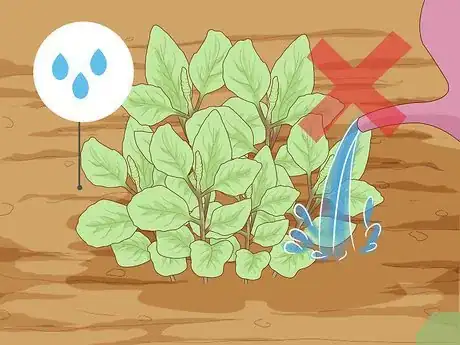 Image titled Water Herbs Step 3
