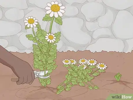 Image titled Grow Feverfew Step 15
