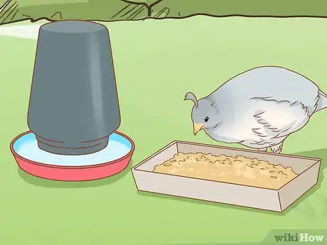 Image titled Breed Silver Quail Step 7