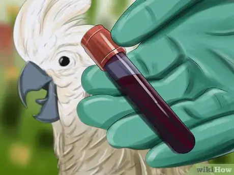 Image titled Treat Bumblefoot in Cockatoos Step 4