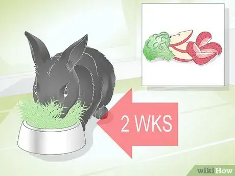 Image titled Choose Rabbit Treats Step 10