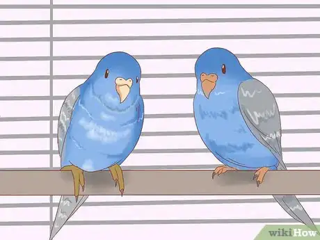 Image titled Stop Feather Plucking in Parakeets Step 9