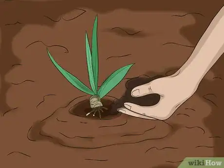 Image titled Divide Bearded Irises Step 6