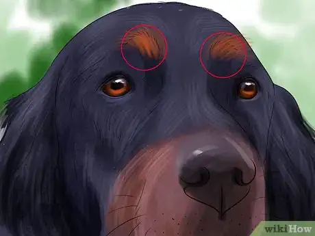 Image titled Identify a Gordon Setter Step 5