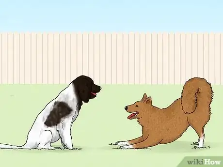 Image titled Identify a German Longhaired Pointer Step 15