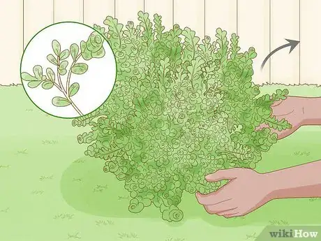 Image titled Care for Creeping Jenny Step 12