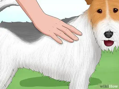 Image titled Identify a Wire Fox Terrier Step 9
