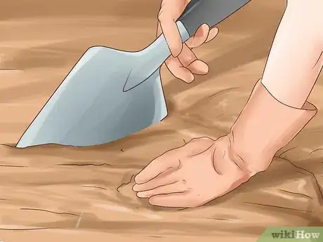 Image titled Divide a Lavender Plant Step 19