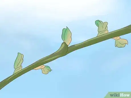 Image titled Prune Grape Vines Step 3