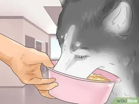 Image titled Prevent Dog Cancer Step 3