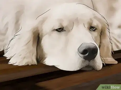 Image titled Protect Pets from Lead Poisoning Step 8