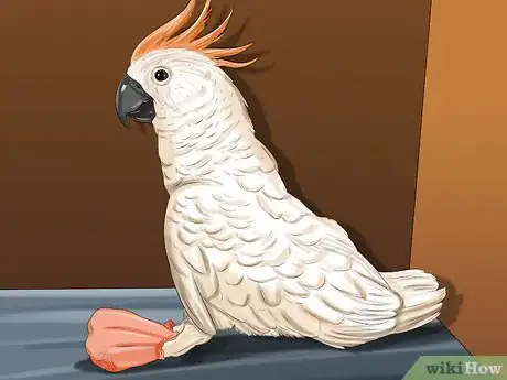 Image titled Treat Bumblefoot in Cockatoos Step 8