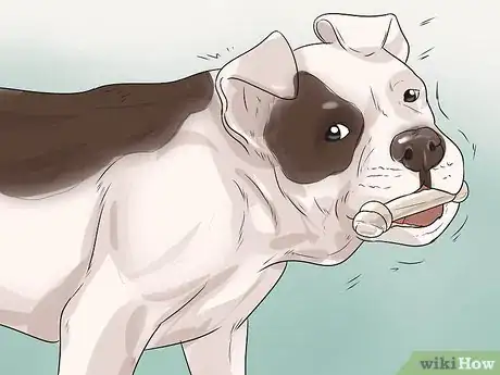 Image titled Prevent Canine Periodontal Disease Step 6