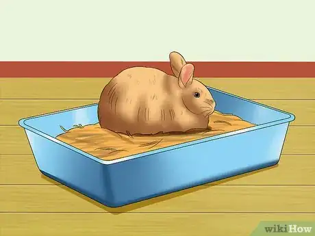 Image titled Care for Satin Angora Rabbits Step 14