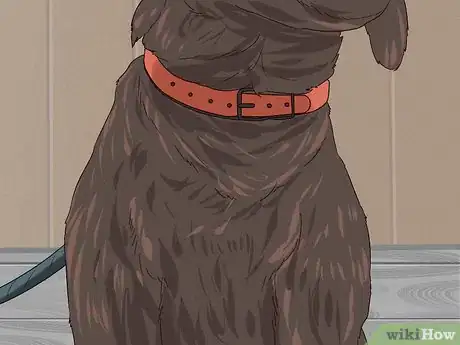 Image titled Have Fun with Your Dog Outdoors Step 12