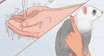 Treat Diarrhea in Ferrets