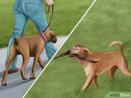 Image titled Adopt a Sporting Dog Step 12
