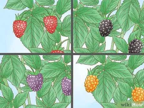 Image titled Harvest Raspberries Step 3