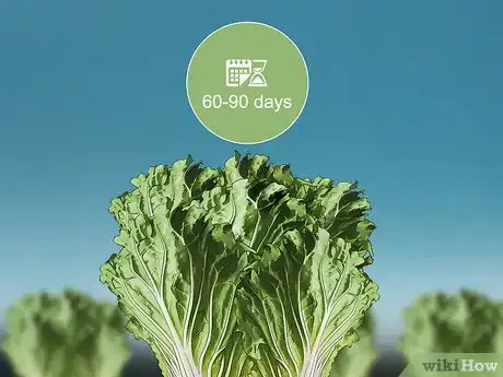 Image titled Grow Napa Cabbage Step 16