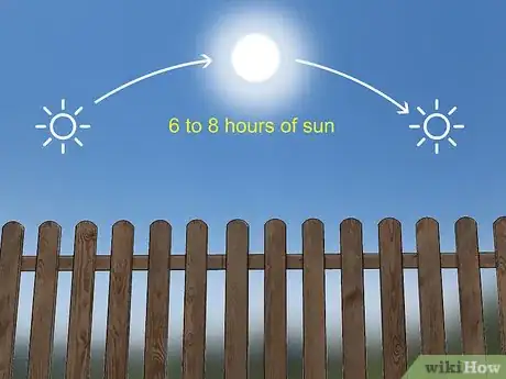Image titled Grow Echium Step 4