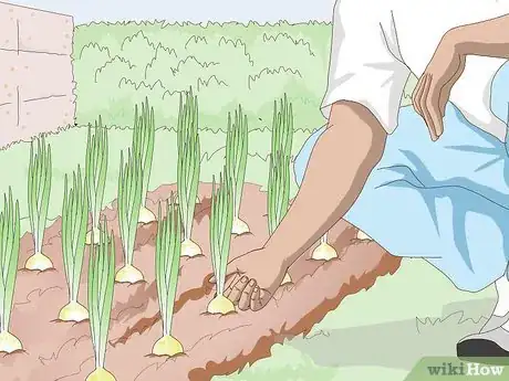 Image titled Grow Sweet Onions Step 10