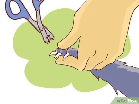 Image titled Bathe a British Shorthair Step 4