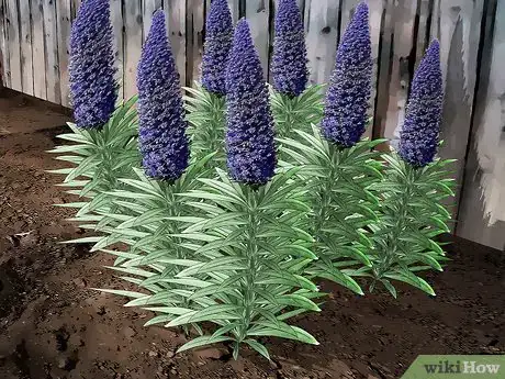Image titled Grow Echium Step 3