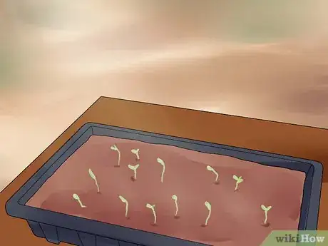 Image titled Grow Cleome Step 5