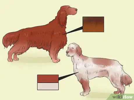 Image titled Identify an Irish Setter Step 4