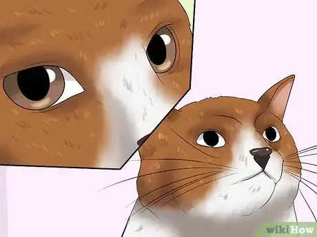 Image titled Diagnose Feline Glaucoma Step 2